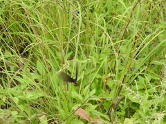 Byasa polyeuctes