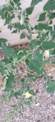 Chenopodium