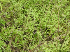 Byasa polyeuctes