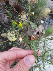 Senecio viscosus