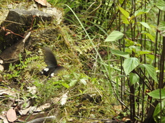 Byasa polyeuctes