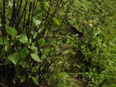 Byasa polyeuctes