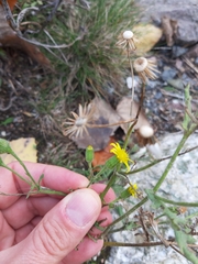 Senecio viscosus