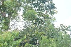 Dicrurus hottentottus leucops