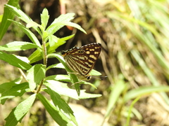 Dodona durga