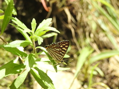 Dodona durga