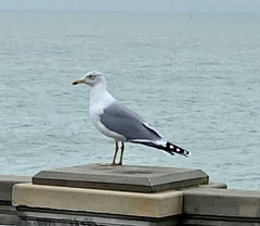 Larus michahellis