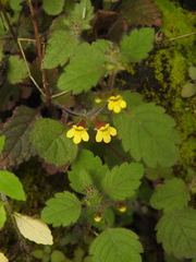 Lindenbergia muraria