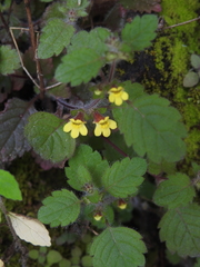 Lindenbergia muraria