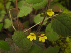 Lindenbergia muraria