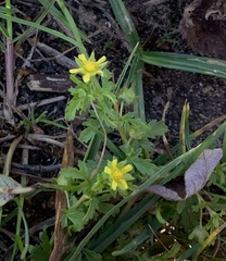 Potentilla supina