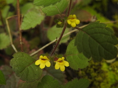 Lindenbergia muraria