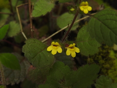 Lindenbergia muraria