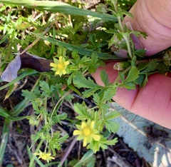 Potentilla supina