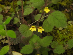 Lindenbergia muraria