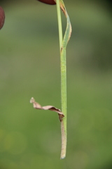 Trisetum turcicum