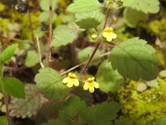 Lindenbergia muraria