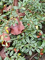 Cotoneaster salicifolius