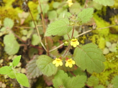 Lindenbergia muraria