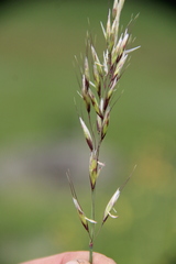 Trisetum turcicum