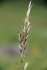 Trisetum turcicum