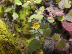 Lindenbergia muraria