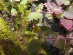 Lindenbergia muraria