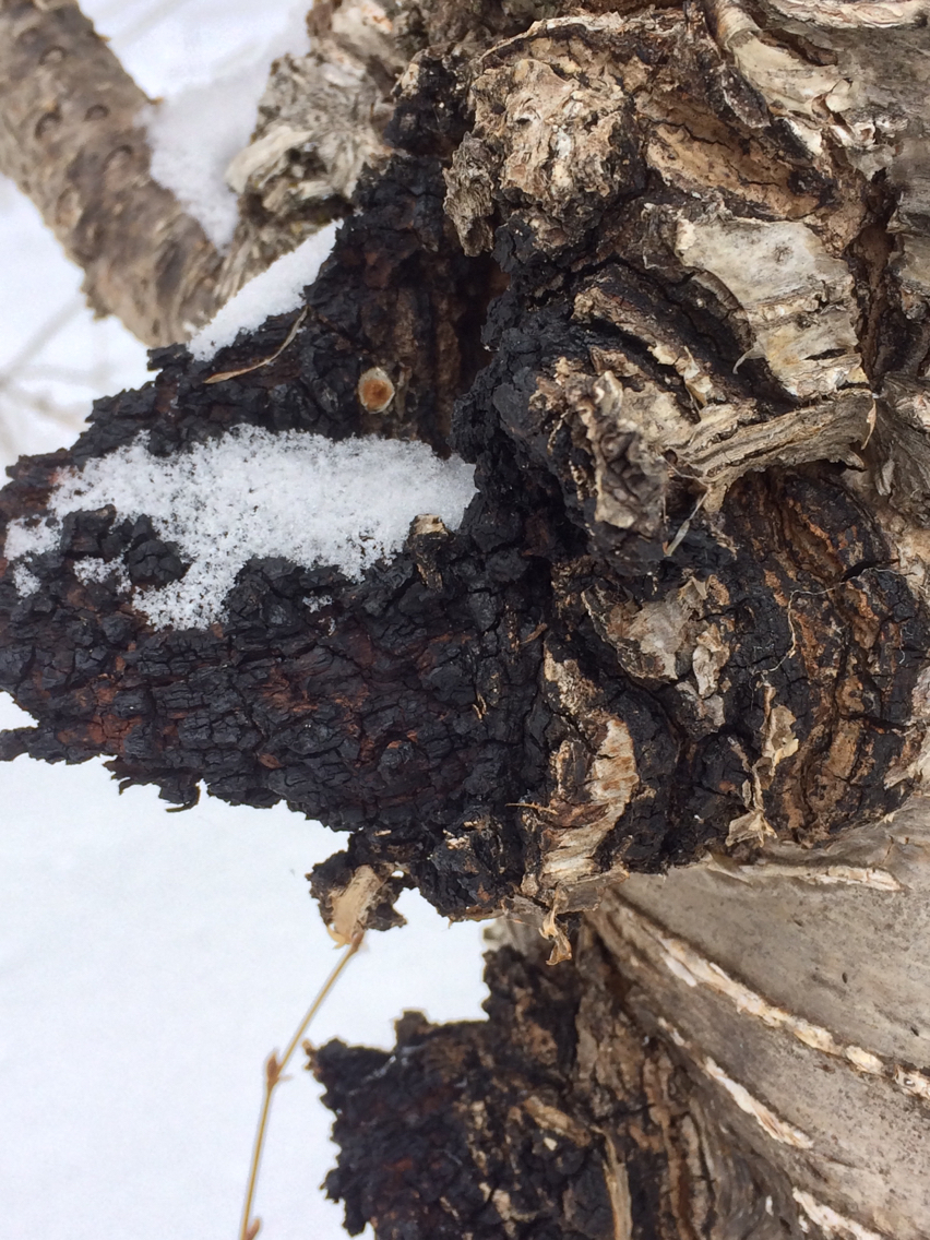 Inonotus image