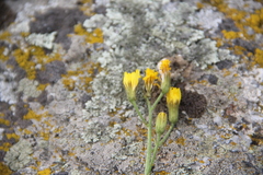 Crepis caucasigena