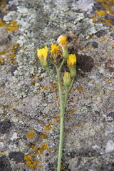 Crepis caucasigena