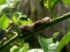 Heraclides homothoas