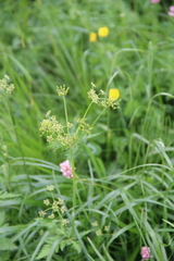 Eleutherospermum cicutarium