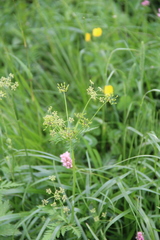 Eleutherospermum cicutarium