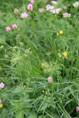 Eleutherospermum cicutarium