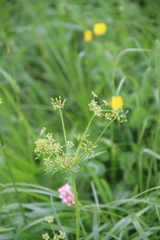 Eleutherospermum cicutarium