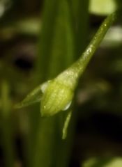 Floerkea proserpinacoides
