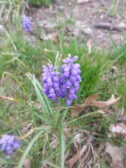 Muscari botryoides