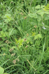 Carex caucasica