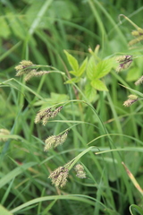 Carex caucasica