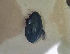 Megadytes
