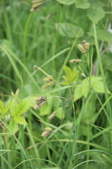 Carex caucasica