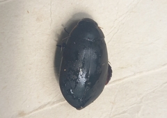 Megadytes
