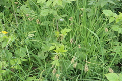 Carex caucasica