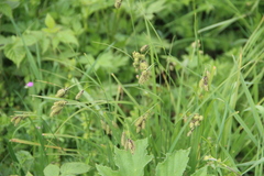 Carex caucasica