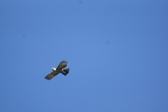 Spilornis rufipectus