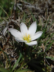 Zephyranthes fosteri