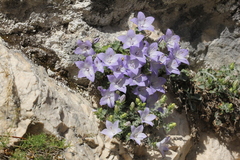 Campanula fragilis cavolinii