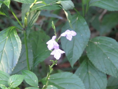 Bouchea pseudogervao