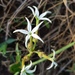 Orthanthera jasminiflora - Photo (c) Pieter, alguns direitos reservados (CC BY-NC), uploaded by Pieter