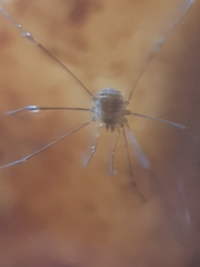 Mitostoma chrysomelas